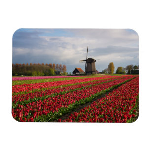 Red tulips and a windmill magnet