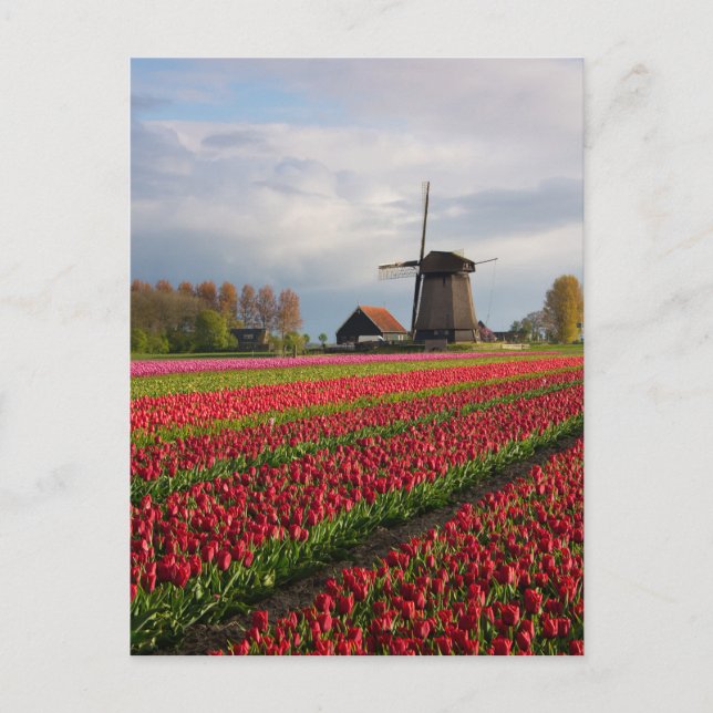 Red tulips and a windmill postcard (Front)