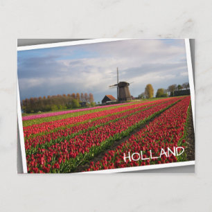 Red tulips and a windmill postcard