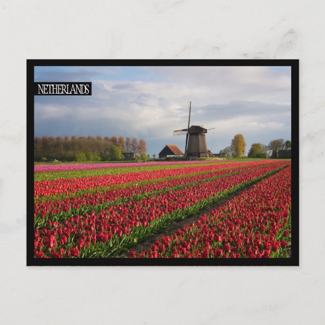 Red tulips and a windmill postcard (Front)