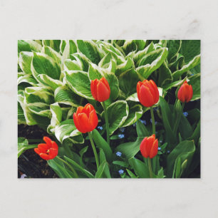 Red tulips and hosta plant postcard