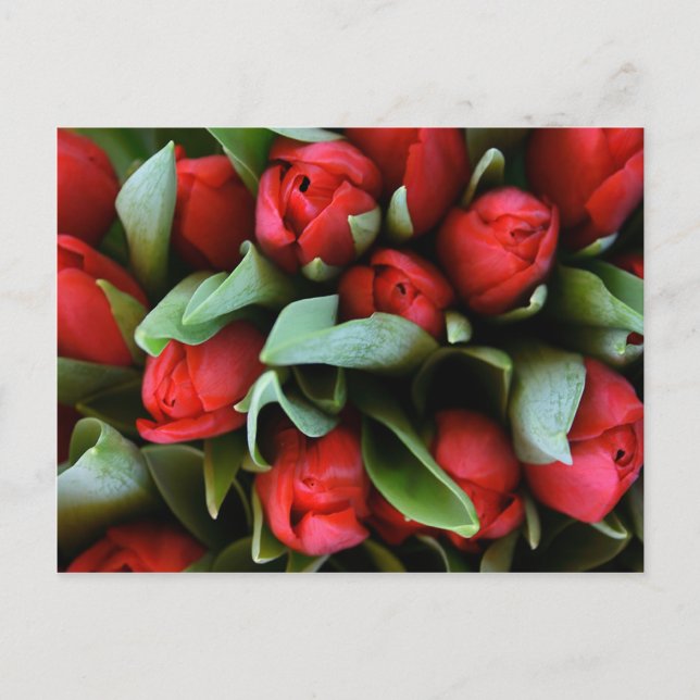 Red Tulips Bouquet Postcard (Front)