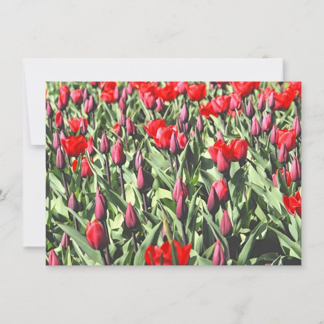 Red tulips card (Front)