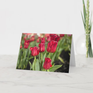 Red tulips card