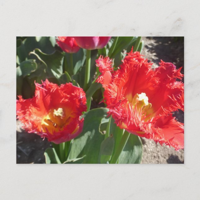 Red Tulips Close Up DIY Postcard (Front)