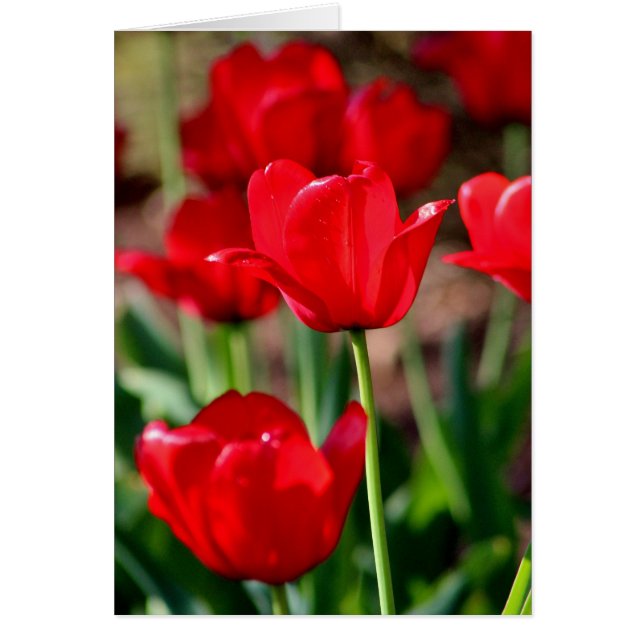 Red Tulips Customisable (Front)