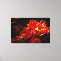 Red tulips dark background