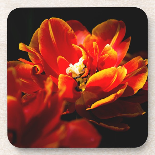 Red tulips dark background coaster (Front)