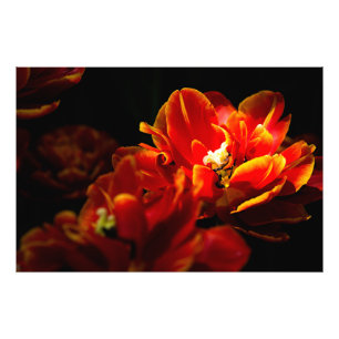 Red tulips dark background photo print