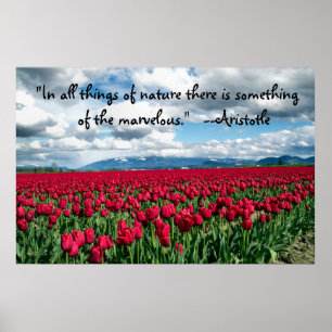 Red Tulips Field Poster