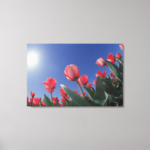 Red tulips from very low angle, Cincinnati, Canvas Print