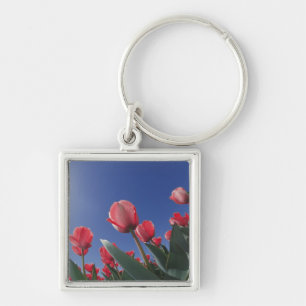 Red tulips from very low angle, Cincinnati, Key Ring
