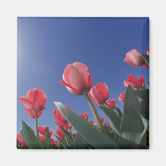 Red tulips from very low angle, Cincinnati, Magnet (Front)
