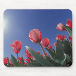 Red tulips from very low angle, Cincinnati, Mouse Pad