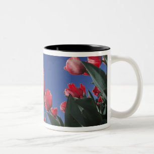 Red tulips from very low angle, Cincinnati, Two-Tone Coffee Mug