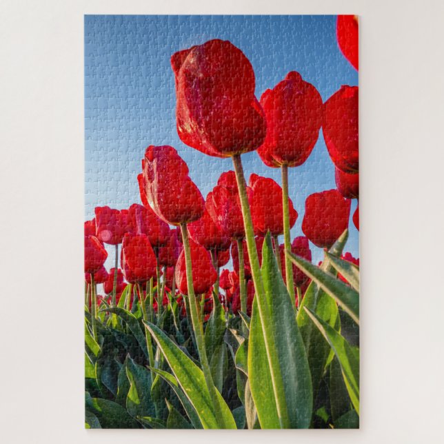Red Tulips in Bloom Jigsaw Puzzle (Vertical)