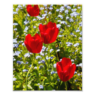 Red Tulips in Field Photo Print