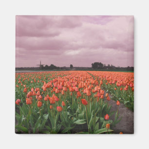 Red Tulips Landscape Magnet