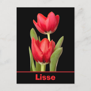Red Tulips Lisse Postcard