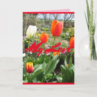 Red Tulips My Love Spring flowers Card