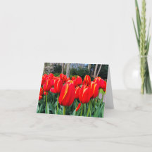 Red Tulips - Notecard