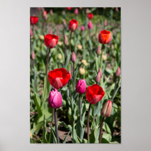 Red tulips on a summer day poster