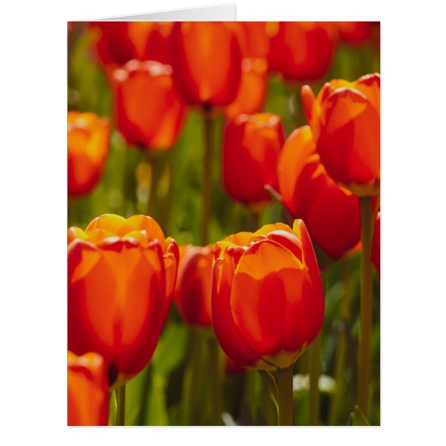 Red tulips photographic print. (Front)