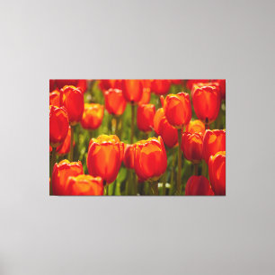 Red tulips photographic print. canvas print