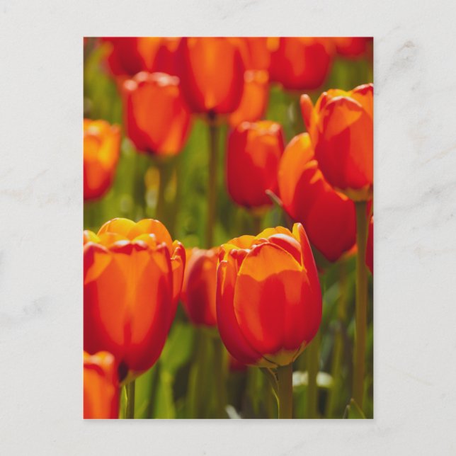 Red tulips photographic print. postcard (Front)
