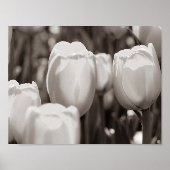 Red tulips photographic print. poster (Front)