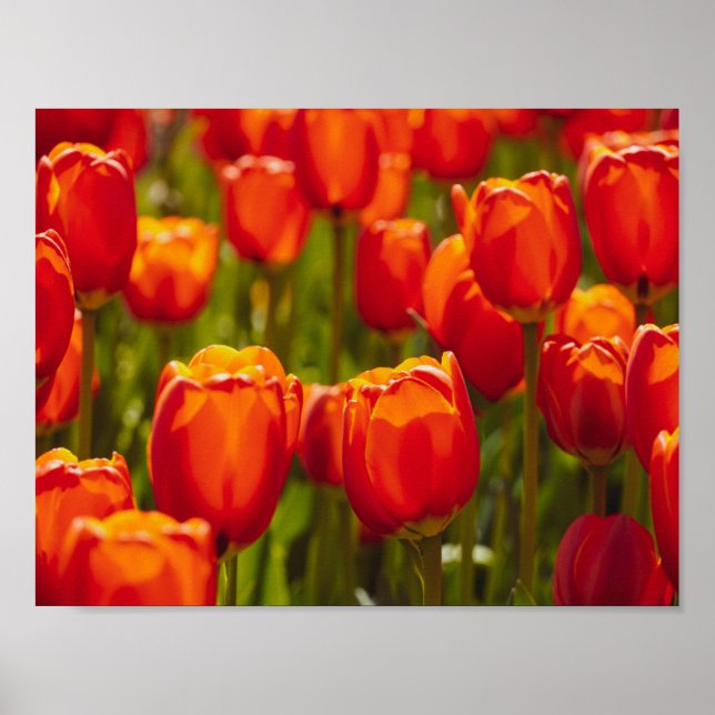 Red tulips photographic print. poster (Front)