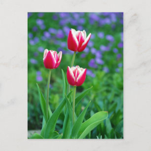Red Tulips Postcard