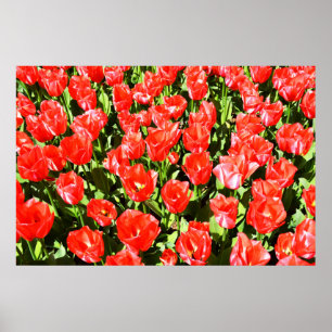 Red tulips poster
