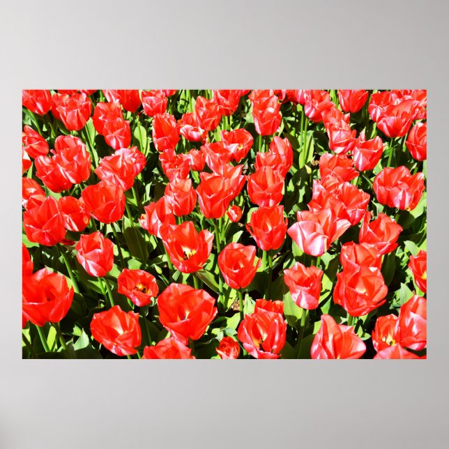 Red tulips poster (Front)