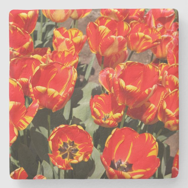 Red Tulips Stone Coaster (Front)