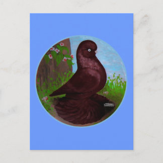 Red Tumbler Pigeon Circle Postcard