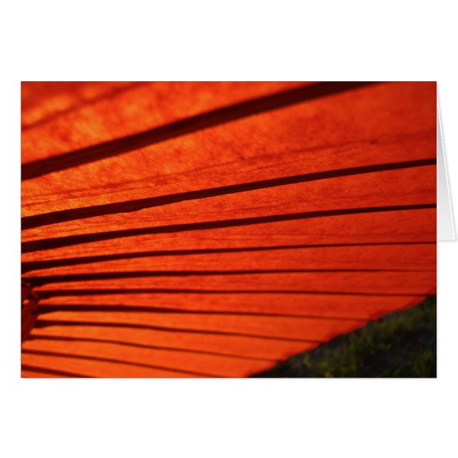 Red Umbrella (Front Horizontal)