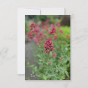  Red Valerian  Card