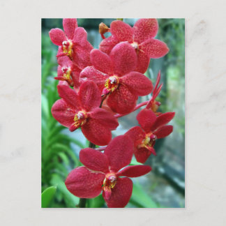 Red vanda orchids postcard
