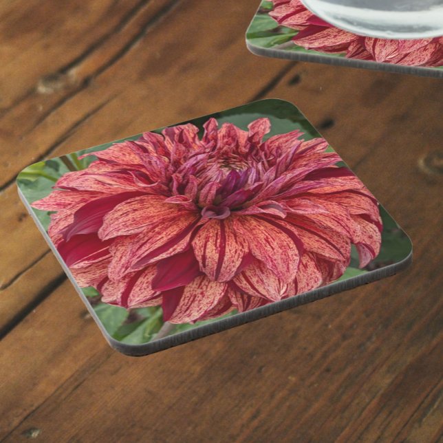 Red Variegated Dahlia Bloom Floral Coaster (In Situ)