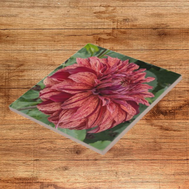 Red Variegated Dahlia Bloom Floral Tile (In Situ)