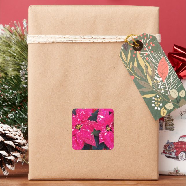 Red Variegated Poinsettia Holiday Square Sticker (Holiday)