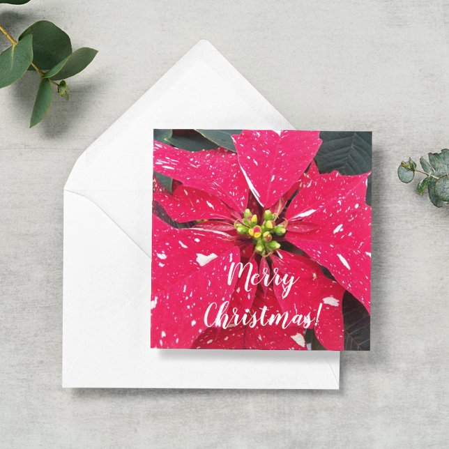 Red Variegated Poinsettia Personalized Holiday Card (In Situ)