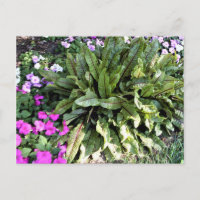 Red Veined Sorrel Pink Impatiens Flower Garden