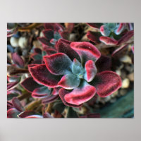 Red Velvet Succulent