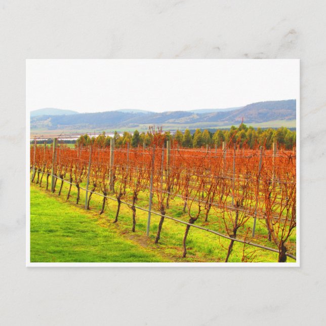 red vines postcard (Front)