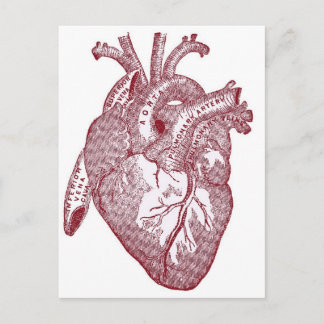 Red Vintage Anatomical Heart Postcard