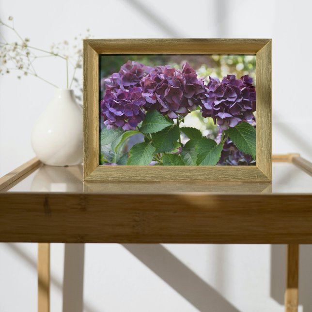 Red Violet Hydrangea Blooms Floral Photo Print (In Situ Framed)