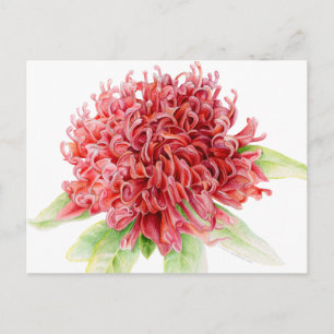 Red waratah botanical watercolor art postcard
