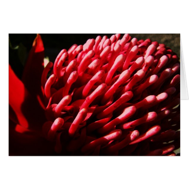 Red Waratah Card (Front Horizontal)